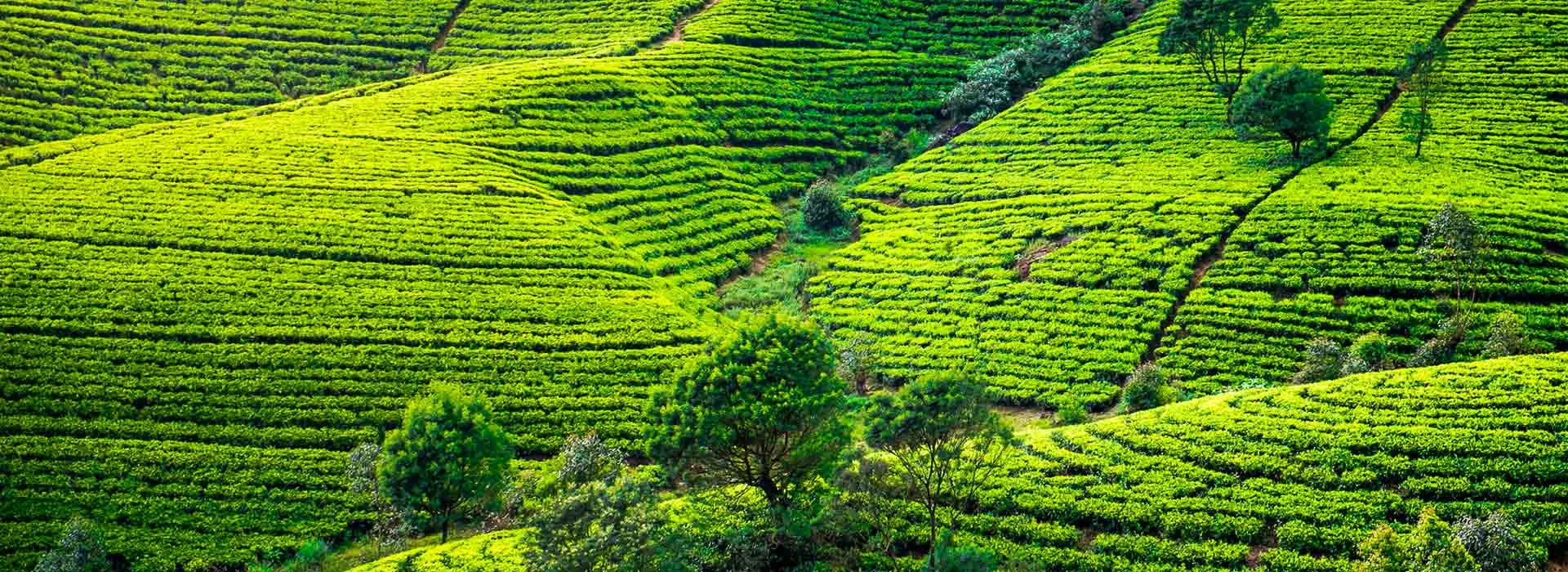 Nuwara Eliya