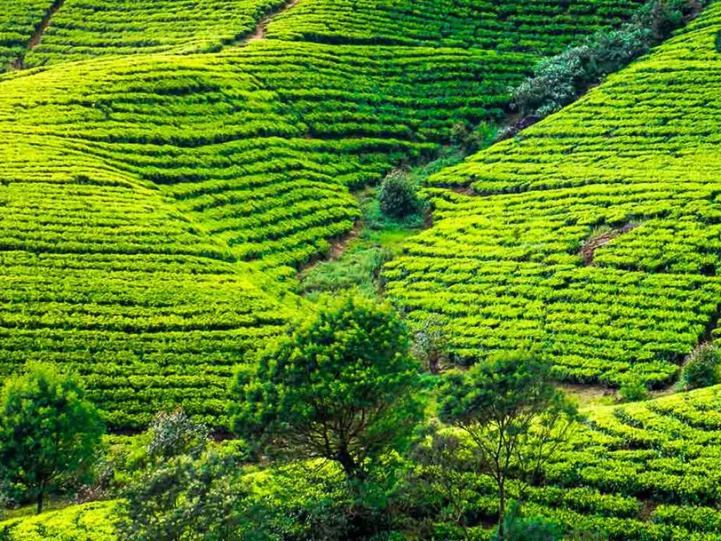 Nuwara Eliya